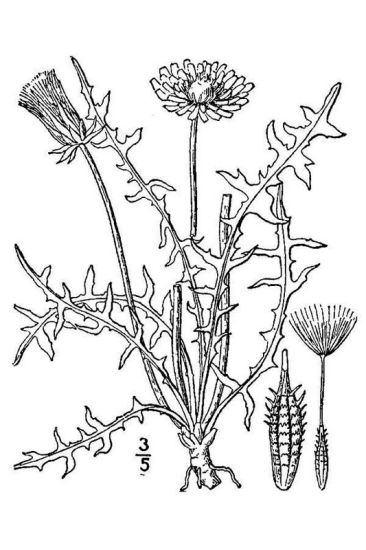 Taraxacum laevigatum (Willd.) DC.