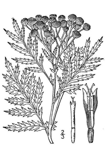Tanacetum vulgare L.