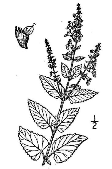 Teucrium scorodonia L.