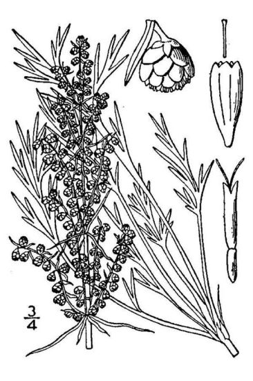 Artemisia campestris L.