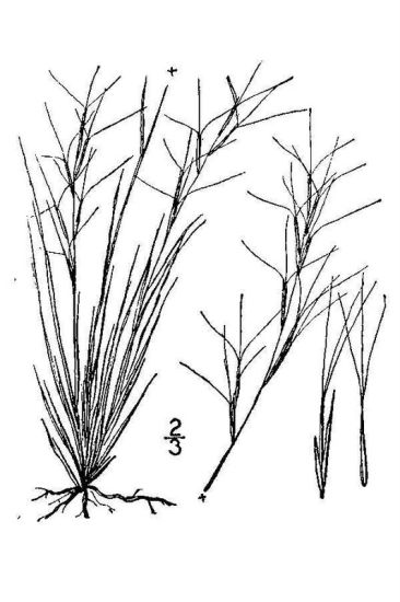 Aristida purpurea var. fendleriana,
fendler threeawn,
Fendler's threeawn Aristida purpurea var. fendleriana,
fendler threeawn,
Fendler's threeawn