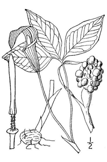 Arisaema triphyllum (L.) Torr.