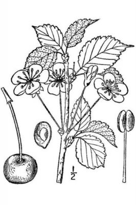 Prunus avium - 
