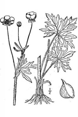 Ranunculus acris - 