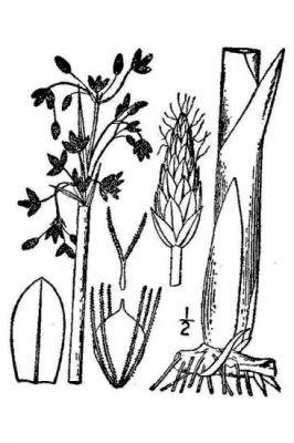 Schoenoplectus tabernaemontani