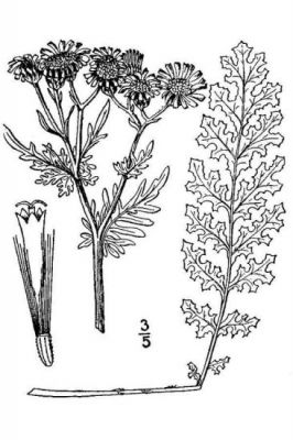 Jacobaea vulgaris - 