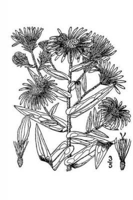 Symphyotrichum novae-angliae - 