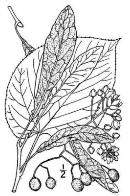 Tilia americana var. heterophylla - North America