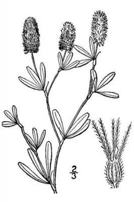 Trifolium arvense - 