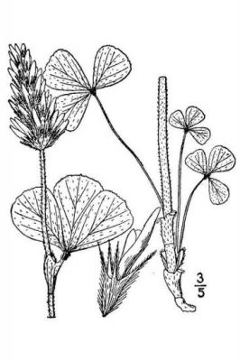 Trifolium incarnatum - 