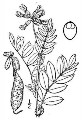 Astragalus americanus
