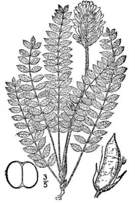Astragalus mollissimus - Utah