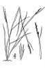 Sporobolus vaginiflorus - USDA-NRCS PLANTS Database / Britton, N.L., and A. Brown. 1913. An illustrated flora of the northern United States, Canada and the British Possessions. Vol. 1: 194.