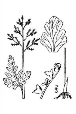 Botrychium matricariifolium - 