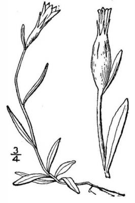 Campanula uniflora