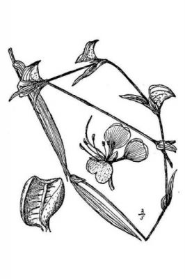 Commelina erecta var. angustifolia - Alabama