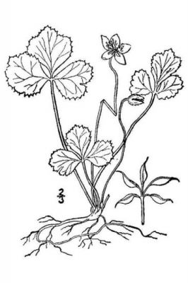 Coptis trifolia