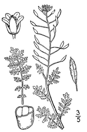 Descurainia pinnata ssp. pinnata,
western tansymustard Descurainia pinnata ssp. pinnata,
western tansymustard