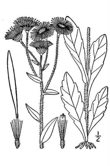 Erigeron philadelphicus L.