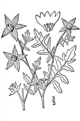 Ellisia nyctelea - North America