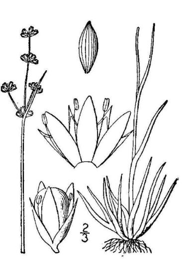 Juncus marginatus Rostk.