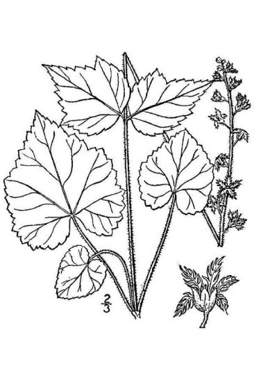 Mitella diphylla