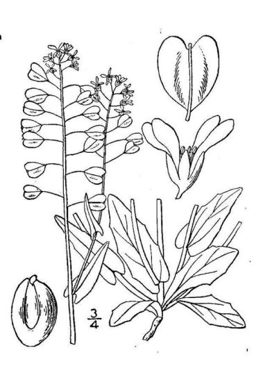 Noccaea perfoliata (L.) Al-Shehbaz
