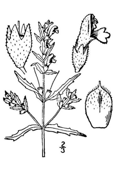 Odontites vernus (Bellardi) Dumort.