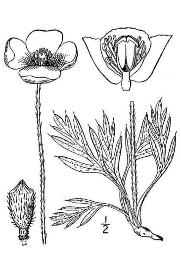 Papaver nudicaule,
Arctic poppy,
Icelandic poppy,
Island Poppy,
pavot d'Islande Papaver nudicaule,
Arctic poppy,
Icelandic poppy,
Island Poppy,
pavot d'Islande