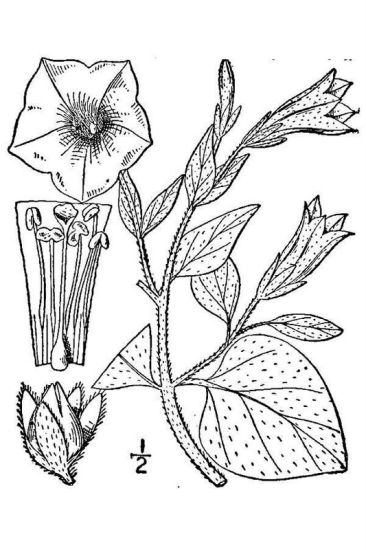 Petunia axillaris (Lam.) Britton, Sterns & Poggenb.