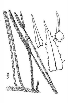 Lycopodiella appressa
