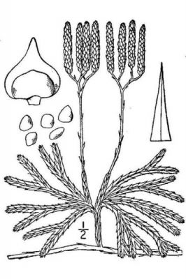 Lycopodium complanatum - 