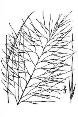 Muhlenbergia capillaris
