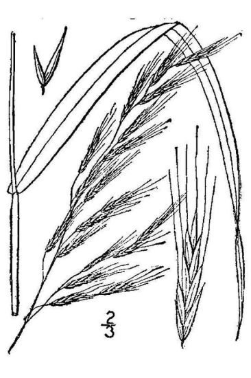 Lolium giganteum (L.) Darbysh.