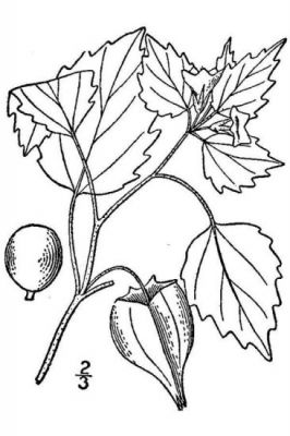 Physalis pubescens var. pubescens