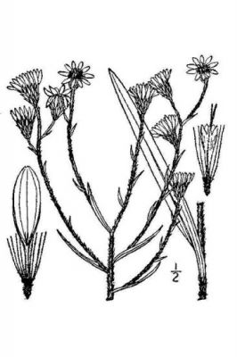 Pityopsis graminifolia var. graminifolia