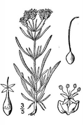 Plantago psyllium