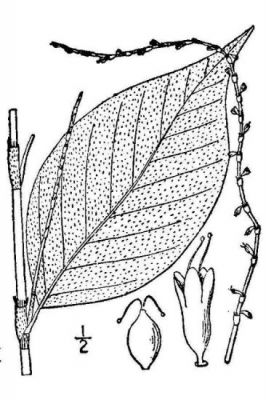 Polygonum virginianum - Michigan