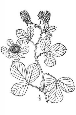 Rubus cuneifolius - North America