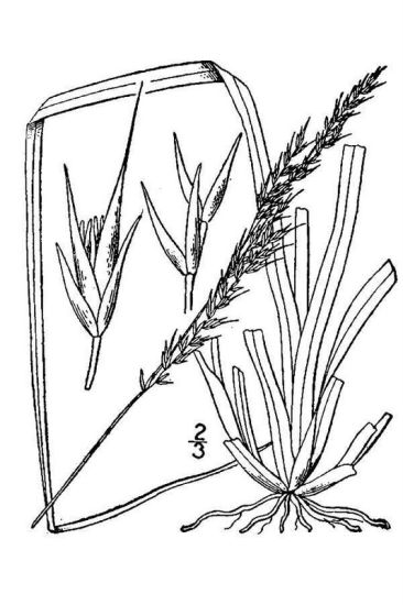 Sporobolus clandestinus (Biehler) Hitchc.
