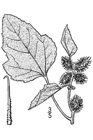 Xanthium strumarium L.