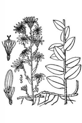 Symphyotrichum concolor - Florida