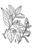 Vaccinium erythrocarpum,
bearberry,
mountain cranberry,
southern mountain cranberry,
Family: Ericaceae