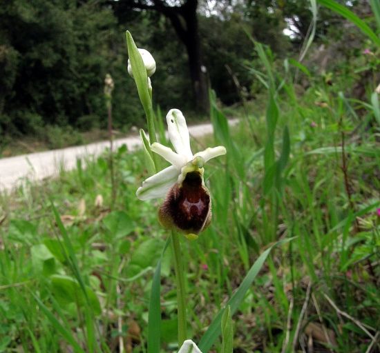 Ophrys crabronifera Sebast. & Mauri