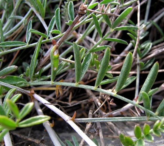 Astragalus muelleri Steud. & Hochst.