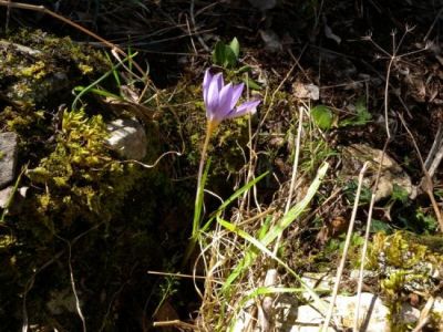 Crocus etruscus Parl.