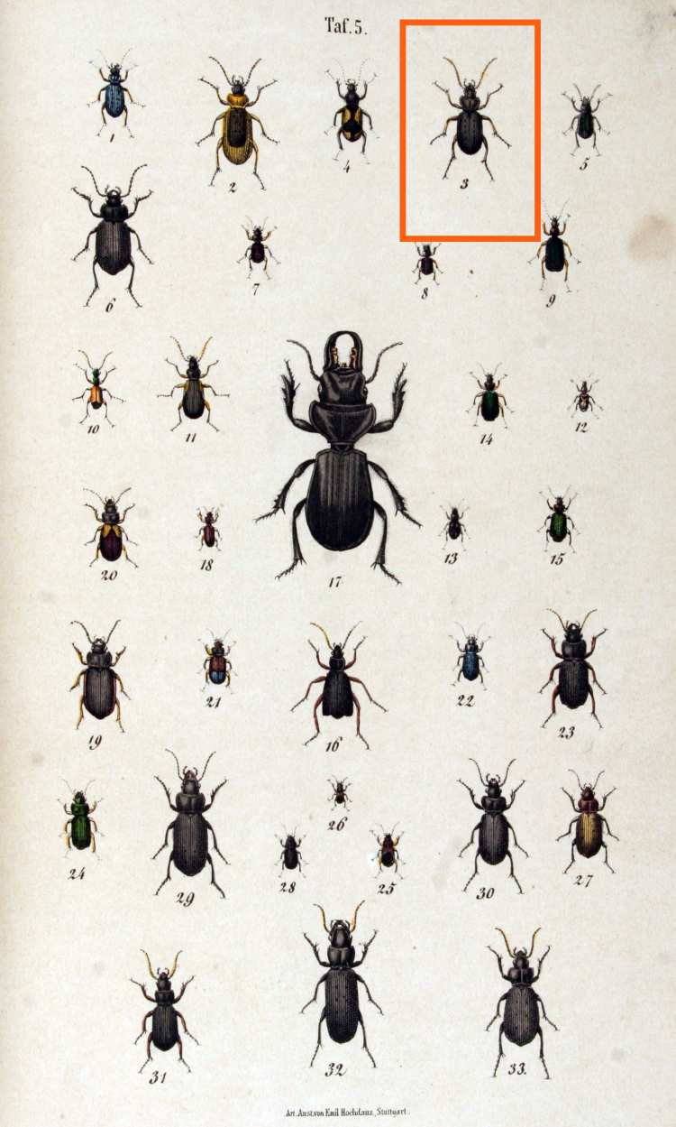 Nebria Brevicollis