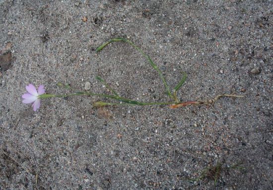 Eudianthe coeli-rosa (L.) Rchb.