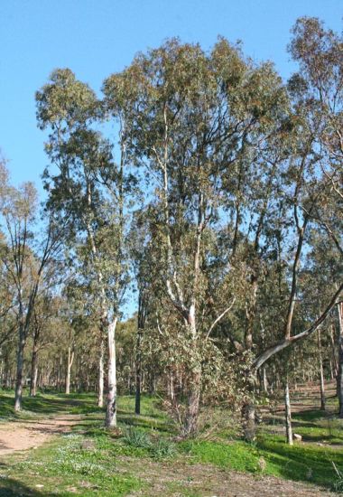 Eucalyptus camaldulensis Dehnh.