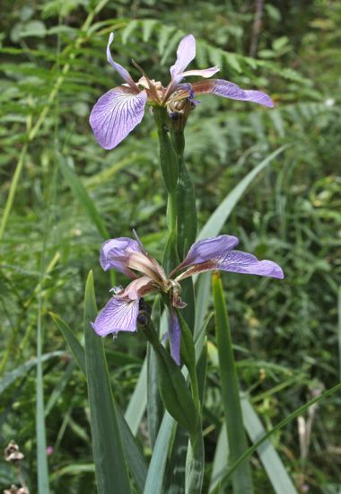Iris foetidissima L.